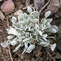 Eriogonum ovalifolium
